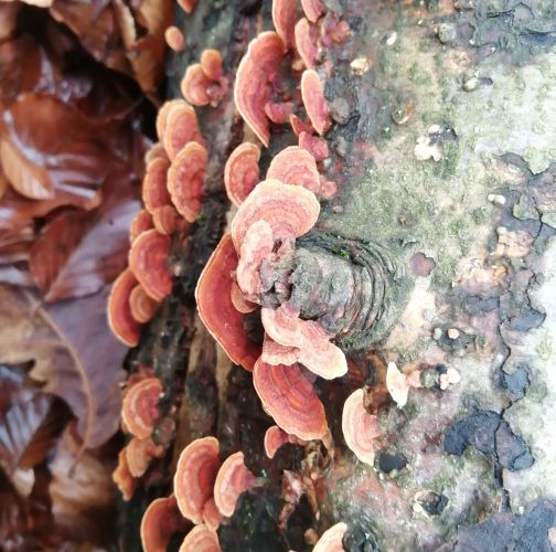 Natália Tarageľová