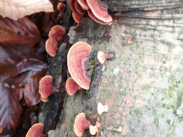 Cinnabar-red polypore