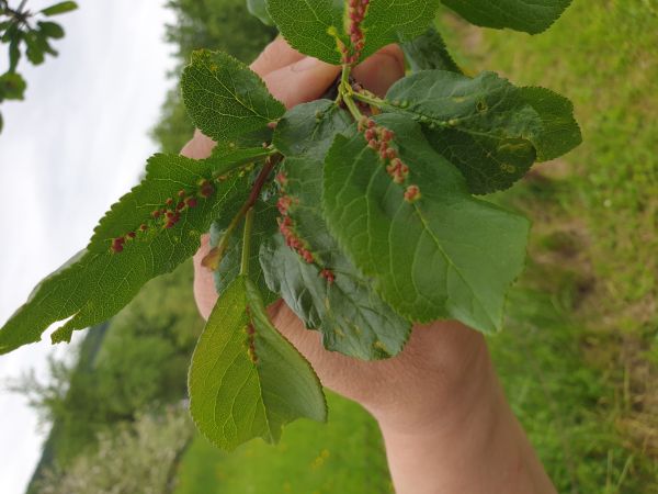 Gall mite Eriophyes similis