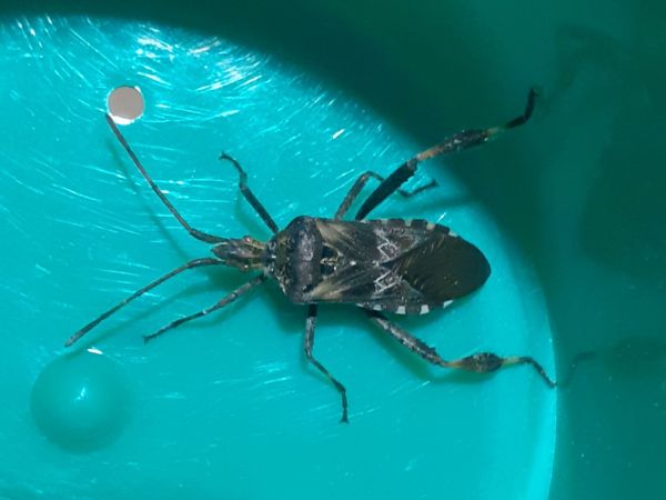 Western conifer seed bug