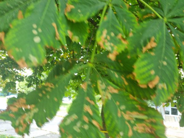 Horse-chestnut leaf miner