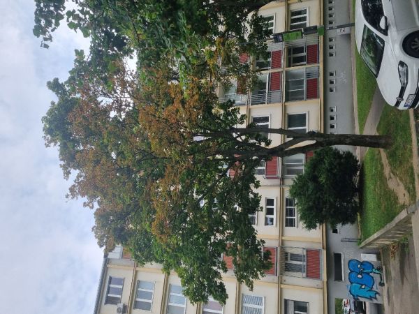 Heat, drought and bark burn