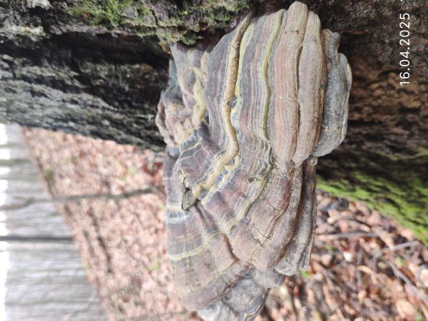 Ganoderma applanatum (= lipsiense)