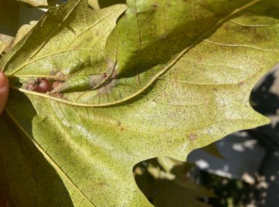 Sietnička platanov&aacute;