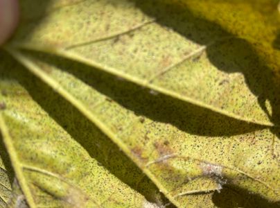 Sietnička platanov&aacute;