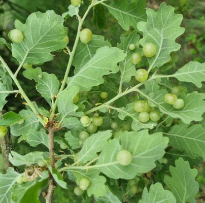 Neuroterus quercusbaccarum