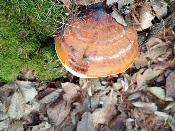 Red banded polypore