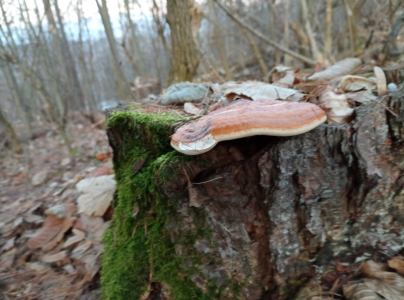 Pr&aacute;chnovček p&aacute;sikav&yacute; 