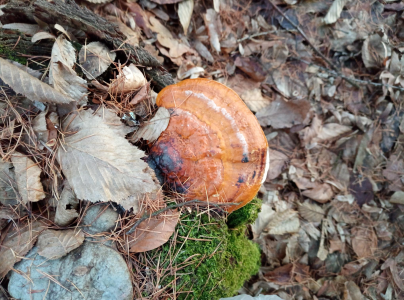 Pr&aacute;chnovček p&aacute;sikav&yacute; 