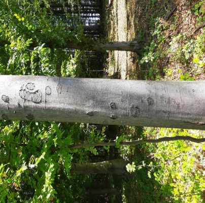 Taphrorychus bicolor 