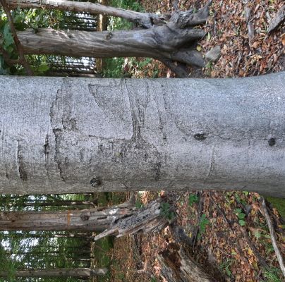 Taphrorychus bicolor 