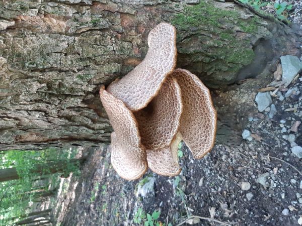 Dryad&rsquo;s saddle