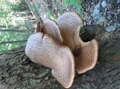 Tr&uacute;dnik &scaron;upinat&yacute;