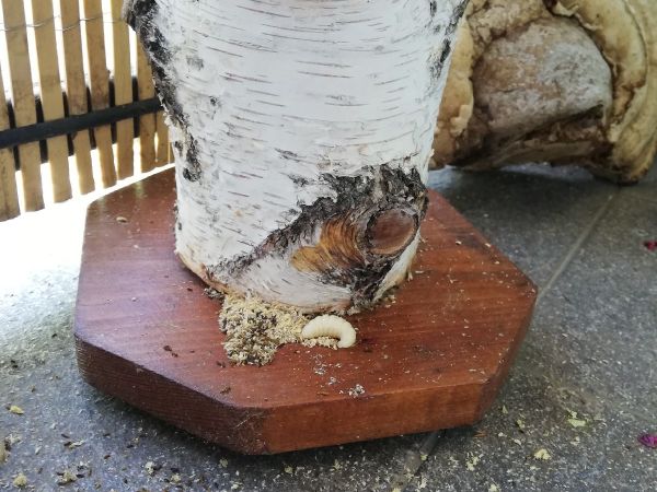 Violet carpenter bee