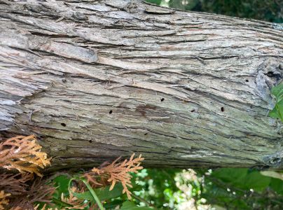 Krasoň borievkov&yacute;