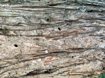 Krasoň borievkov&yacute;