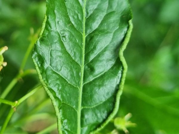 Spindle leaf edge mite