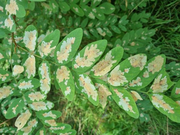 Locust digitate leaf miner