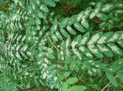 Psotka ag&aacute;tov&aacute; 