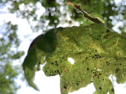 Sietnička dubov&aacute;