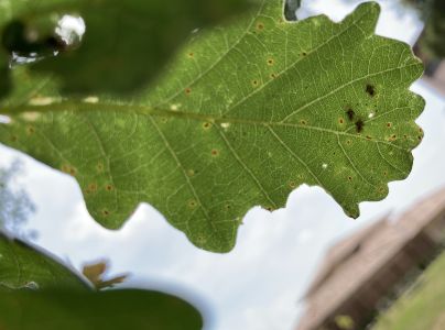 Sietnička dubov&aacute;