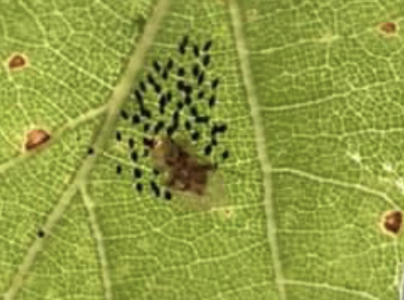 Sietnička dubov&aacute;