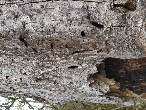 Great capricorn beetle