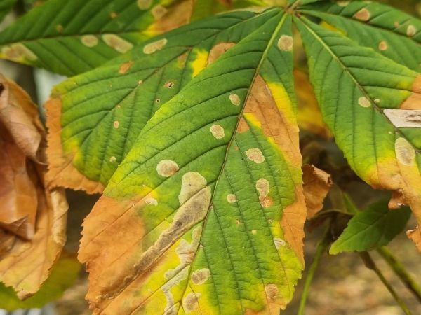 Horse-chestnut leaf miner