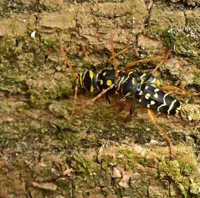 Plagionotus arcuatus 