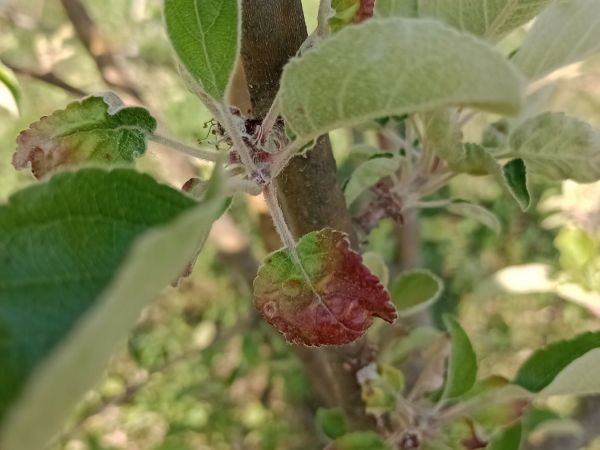 Rosy leaf-curling apple aphid
