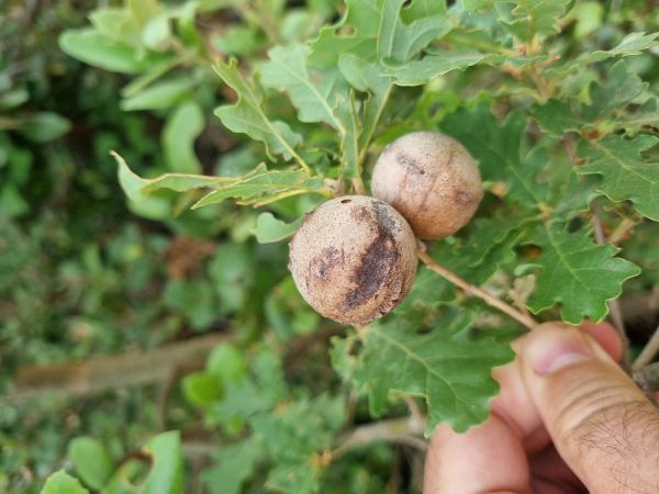Gall wasp Andricus quercustozae