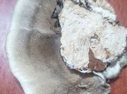 Tr&uacute;dnikovec chlpat&yacute;