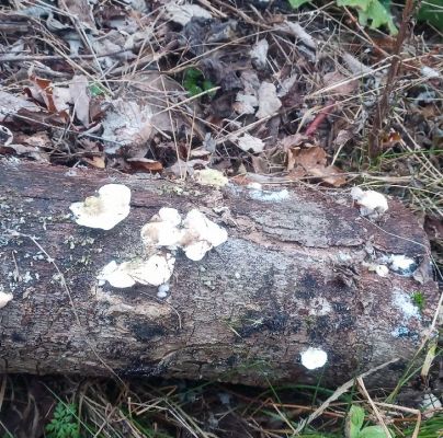 Trametes hirsuta 