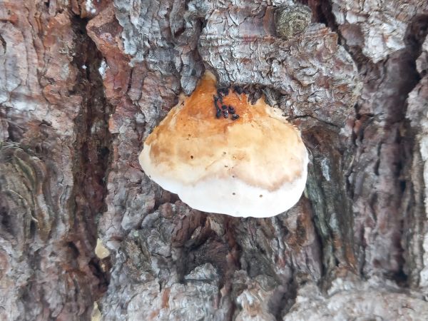 Red banded polypore