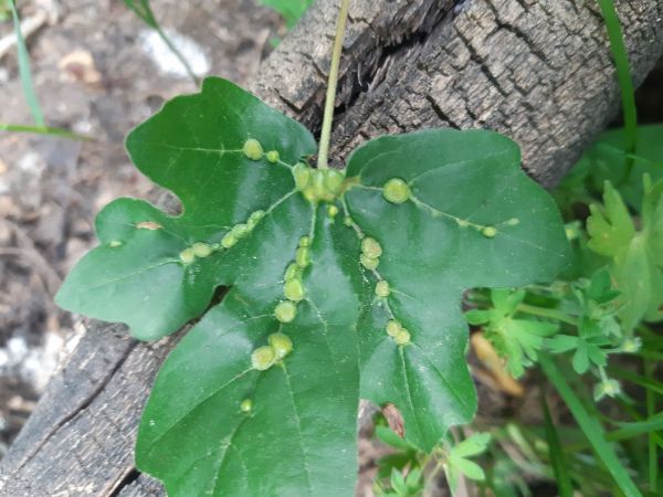 Gall mite Aceria macrochela