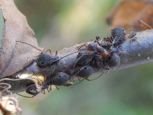 Honeydew aphid
