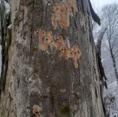 A - nejednoznačne určen&yacute;, nie sme si ist&iacute;