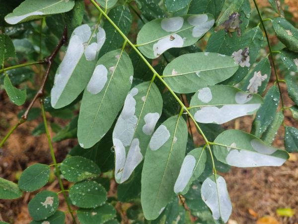 Leaf blotch miner moth