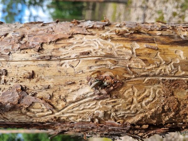 Six-toothed pine bark beetle