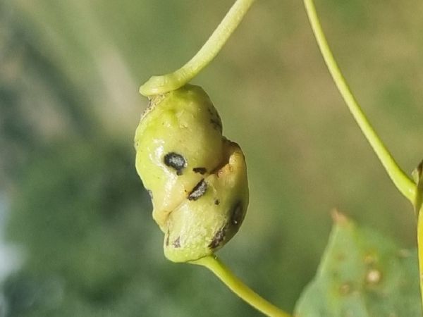 Poplar spiral gall aphid