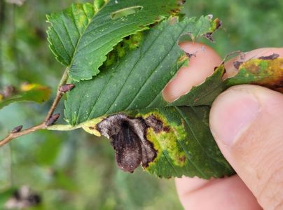 Vlnačka hladk&aacute;