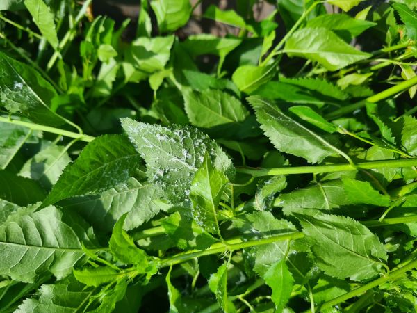 Citrus flatid planthopper