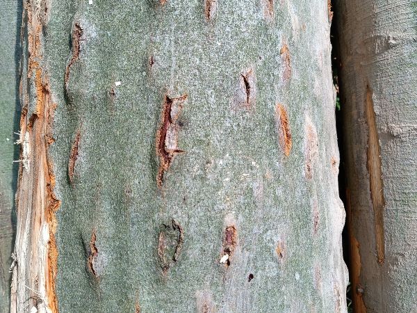 Beech bark beetle