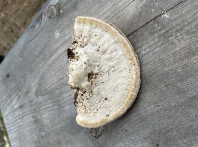 Trúdnikovec hrbatý