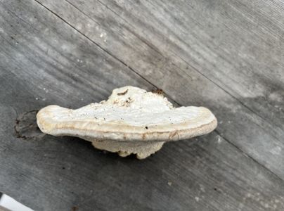 Trúdnikovec hrbatý