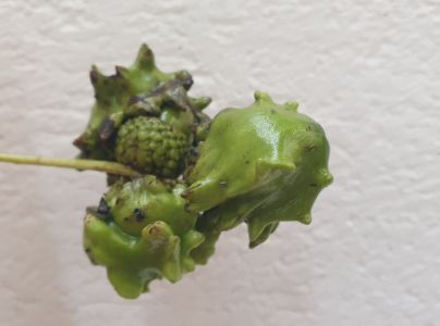 Hrčiarka kalichov&aacute;