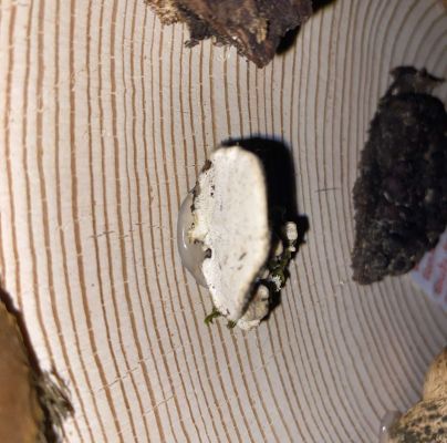 A - nie je v datab&aacute;ze