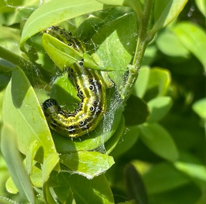 Cydalima perspectalis