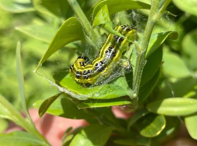 V&iacute;jačka kru&scaron;p&aacute;nov&aacute;