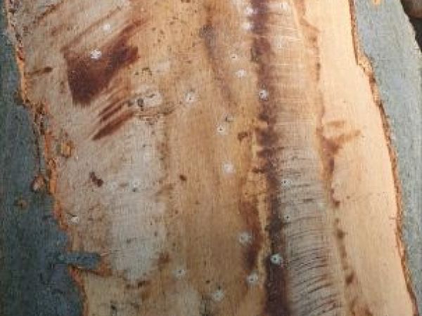Black timber bark beetle
